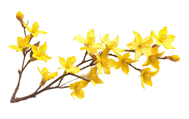 Forsythia's Vibrant Bloom On Transparent Background.