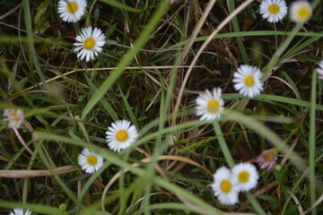 Obraz premium Flowers and fauna in hills