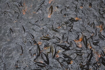 Fish in lake water