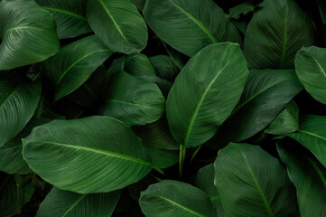 abstract green leaf texture, nature background, tropical leaf	