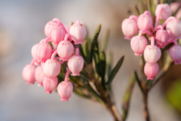 Fototapeta premium Bog rosemary in bloom