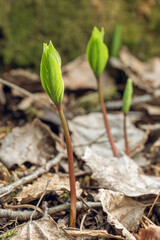 Herb Paris, Paris quadrifolia