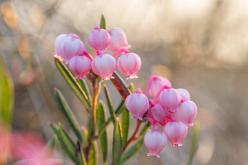 Bog rosemary in bloom