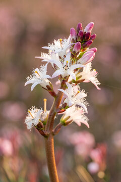 Bogbean in bloom