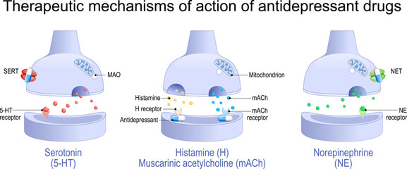 action of antidepressant drugs