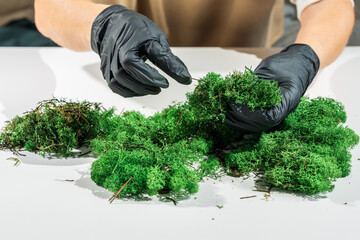 Close-up of woman hands in black latex gloves cleaning moss. Process of working with stabilized...