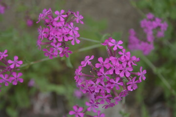 Iconic Flowers of Mountains