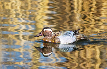 A Garganey (Anas querquedula), knäkente,  on a Lake in Heilbronn, Germany, Baden-Württemberg, Europe