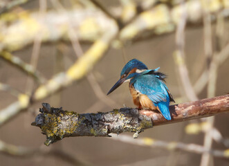 A Common Kingfisher (alcedo atthis) in the Reed