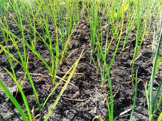 garlic plant in the field, organic food or farming