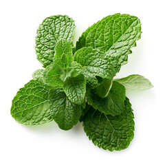 fresh mint leaves  on white background generate AI
