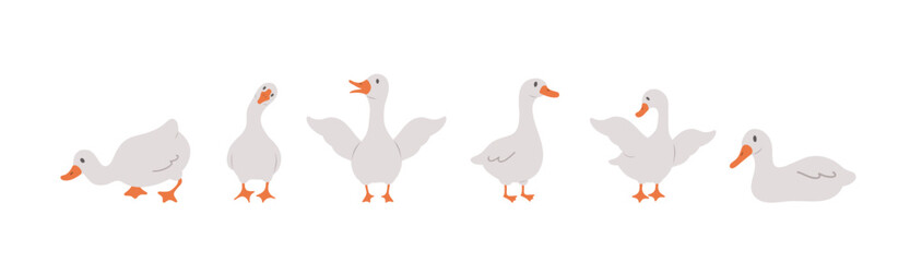 Set of cute farm gooses. Domestic and wild ducks on white background. Agriculture birds. Rural wildlife. Perfect for logo, greeting card and wrapping paper. Vector illustration in flat cartoon style.