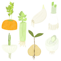 Re-grow vegetables from scraps in water cartoon drawing