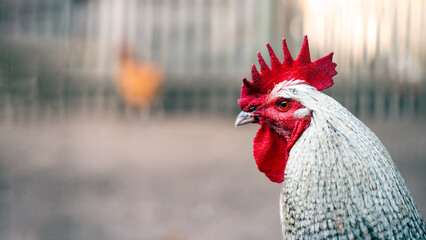 Portrait of a rooster in the henhouse. Selective focus. - 713088768