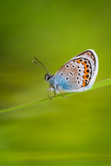 Macro shot of a Common blue butterfly, standing on a small grass straw with a green background