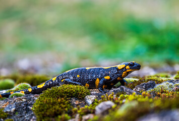 A salamander in the moss