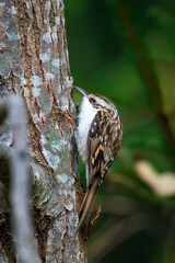 Eurasian Treecreeper on Tree Bark
