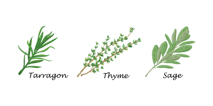 Spicy herbs. Tarragon, cumin and sage. A set of fresh herbs. Seasonings for cooking. A collection of spices. Vector illustration