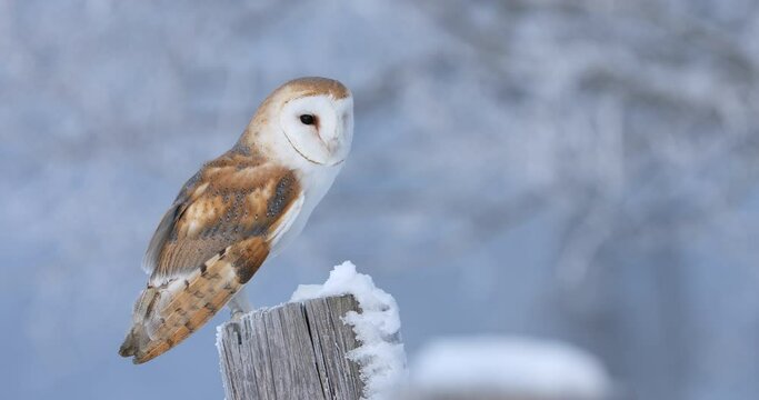 Owl in frosty morning. Barn owl, Tyto alba, perched on snowy fence at countryside. Beautiful bird with heart-shaped face. Hunting predator looking for prey. Wildlife. Attractive winter scene with owl.