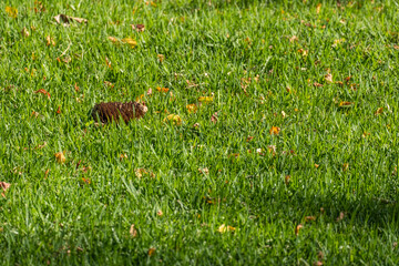 A lone pine cone on fresh green grass. Real horizontal image