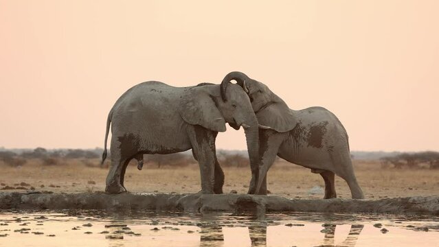 Two Young Elephant Bulls Play Fighting Next to Waterhole at Twilight