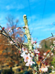 冬桜のクローズアップ