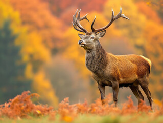 Majestic Deer Standing on Lush Green Field