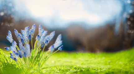 Beautiful blue Grape hyacinths flowers in green grass of park or garden. Springtime nature...
