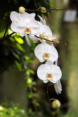 White moth orchid flowers, or Phalaenopsis hybride in a garden