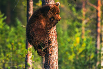 Young bear cub in the summer forest