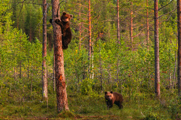 Young bear cub in the summer forest © Artem