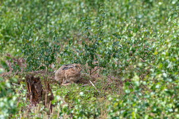 Hase im Feld