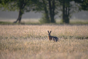 Hase im Feld