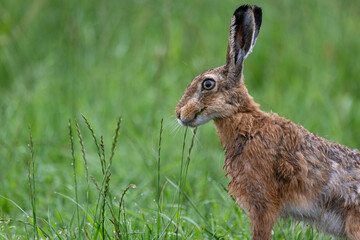 Hase im Gras