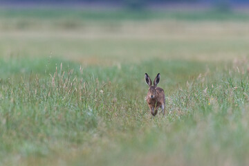 Hase im Feld