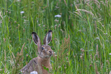 Hase im Feld