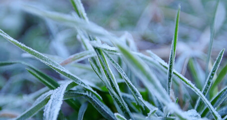 Green grass covered with hoarfrost in the early morning, close-up