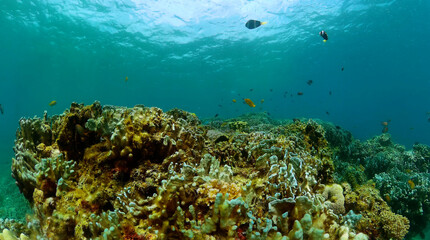 Naklejka na ściany i meble Fish and coral reef, underwater seascape. Undersea life background.
