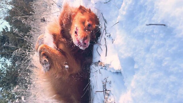 Brown dog rolling around in the snow and playing in the park. Nova Scotia Duck Tolling Retriever.
