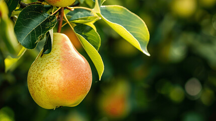 Close up image of fresh organic pears in the orchard.