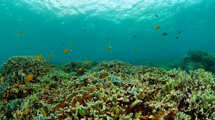 Colorful tropical fish and corals. Marine sanctuary, protected area.