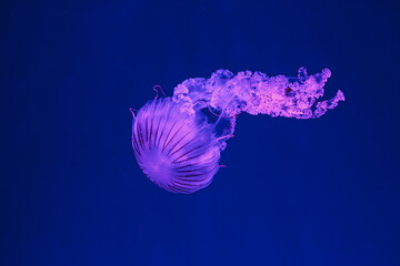 underwater shooting of beautiful Chrysaora hysoscella