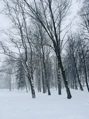 Winter landscape, trees in the snowy park, natural winter background