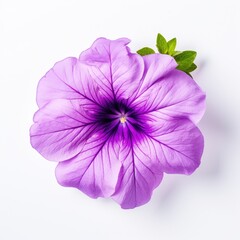 Close up blooming Petunia hybrida flower isolated on white background