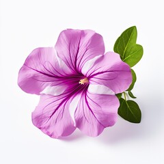 Close up blooming Petunia hybrida flower isolated on white background