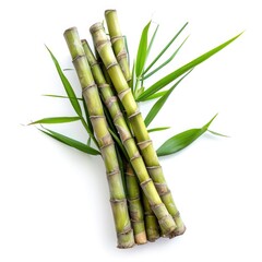 Sugarcane with leaf isolated on white background