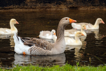 Obraz premium A large gray goose swims along the river surrounded by goslings