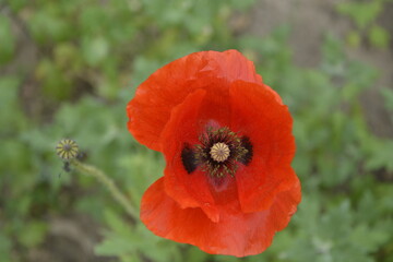 Fototapeta premium Flowers and its color and honeybee