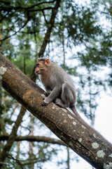 a monkey sitting on a tree limb