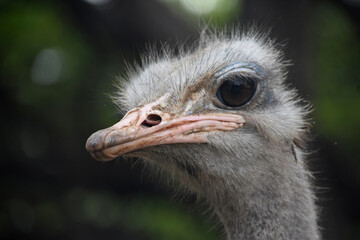 Up Close and Personal with a Large Ostrich